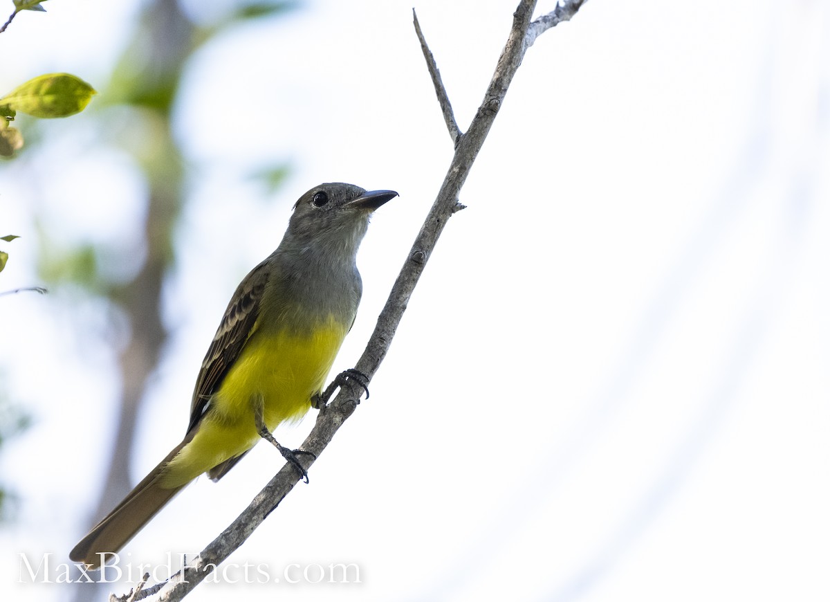 Great Crested Flycatcher - ML493721421