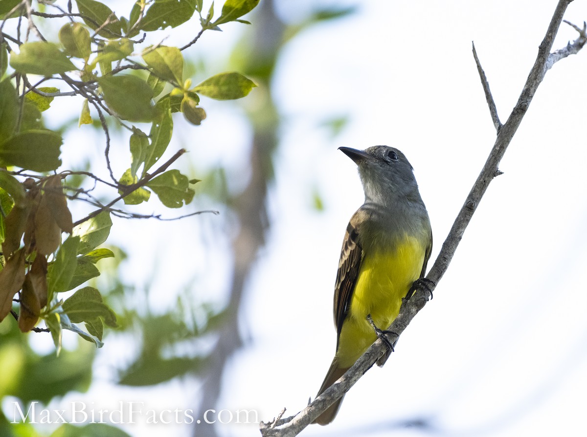 Great Crested Flycatcher - ML493721431