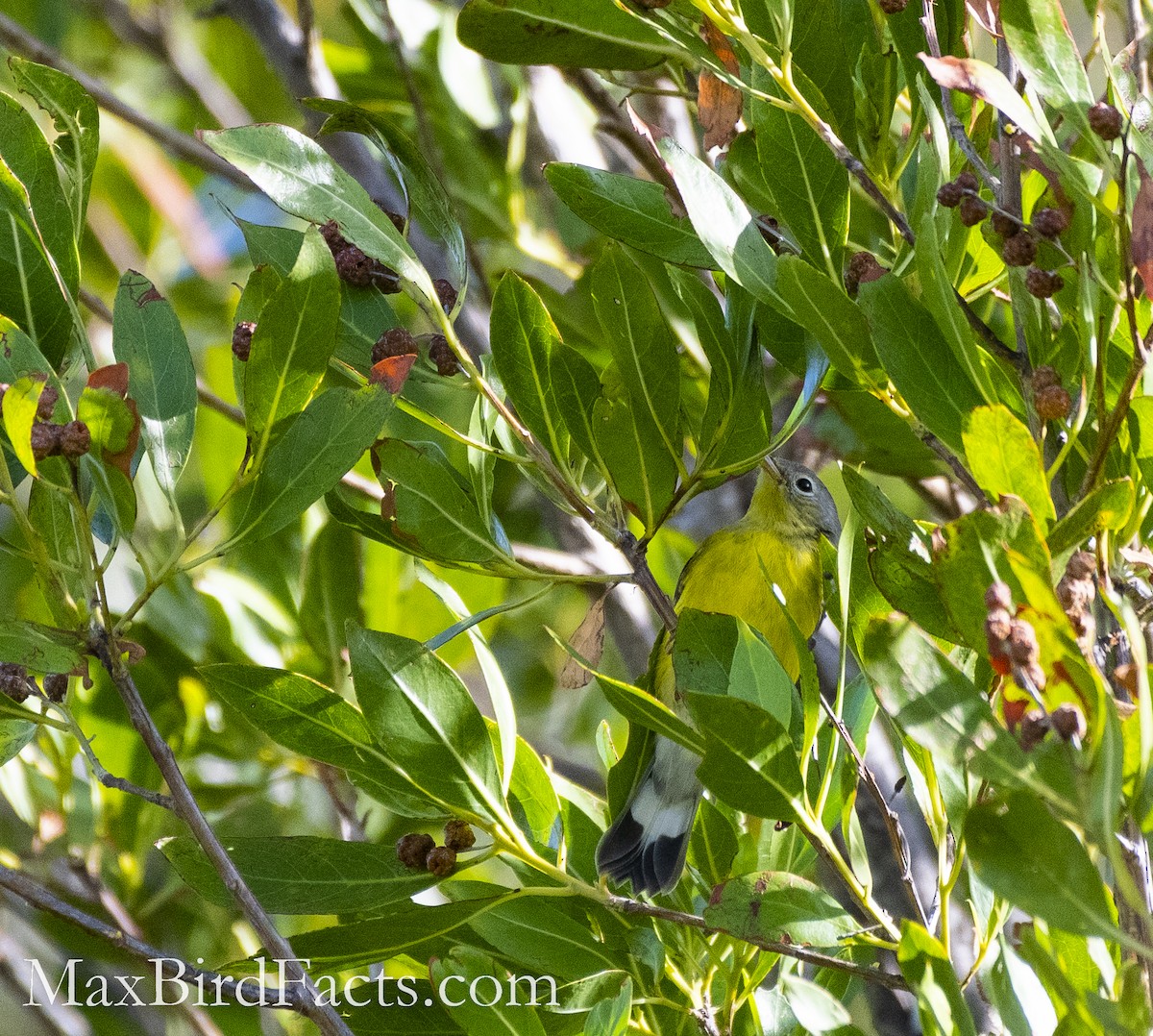 Magnolia Warbler - ML493722161