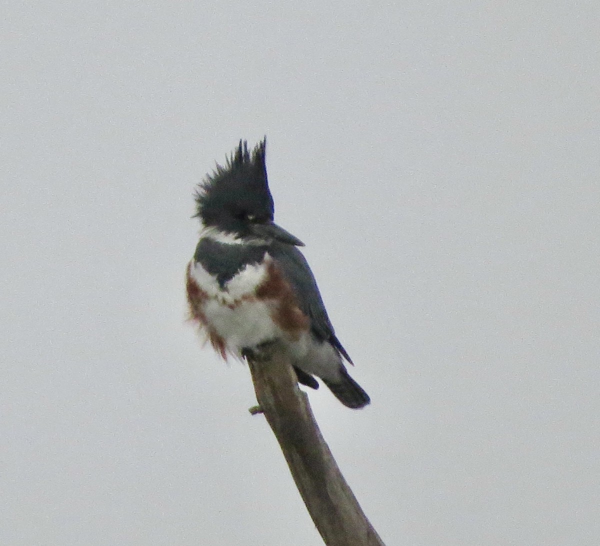 Belted Kingfisher - ML493725641