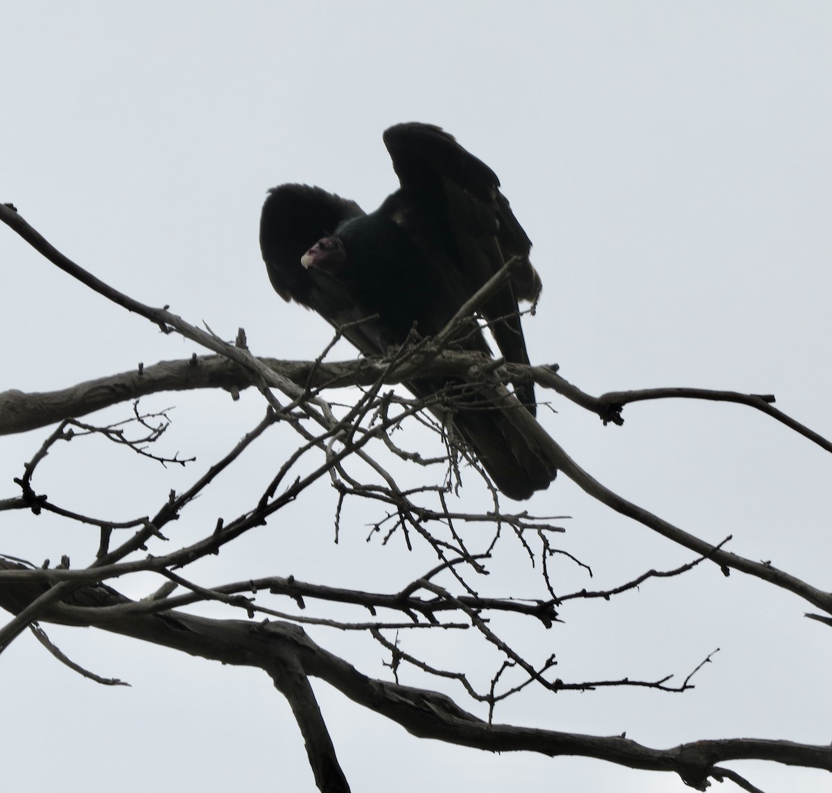 Turkey Vulture - Conservancy Volunteers