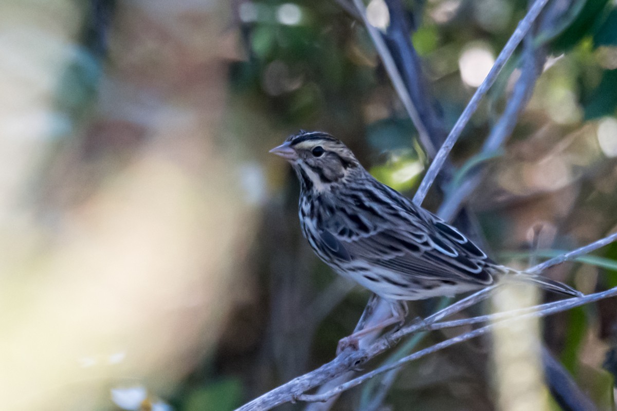 Savannah Sparrow - ML493730011