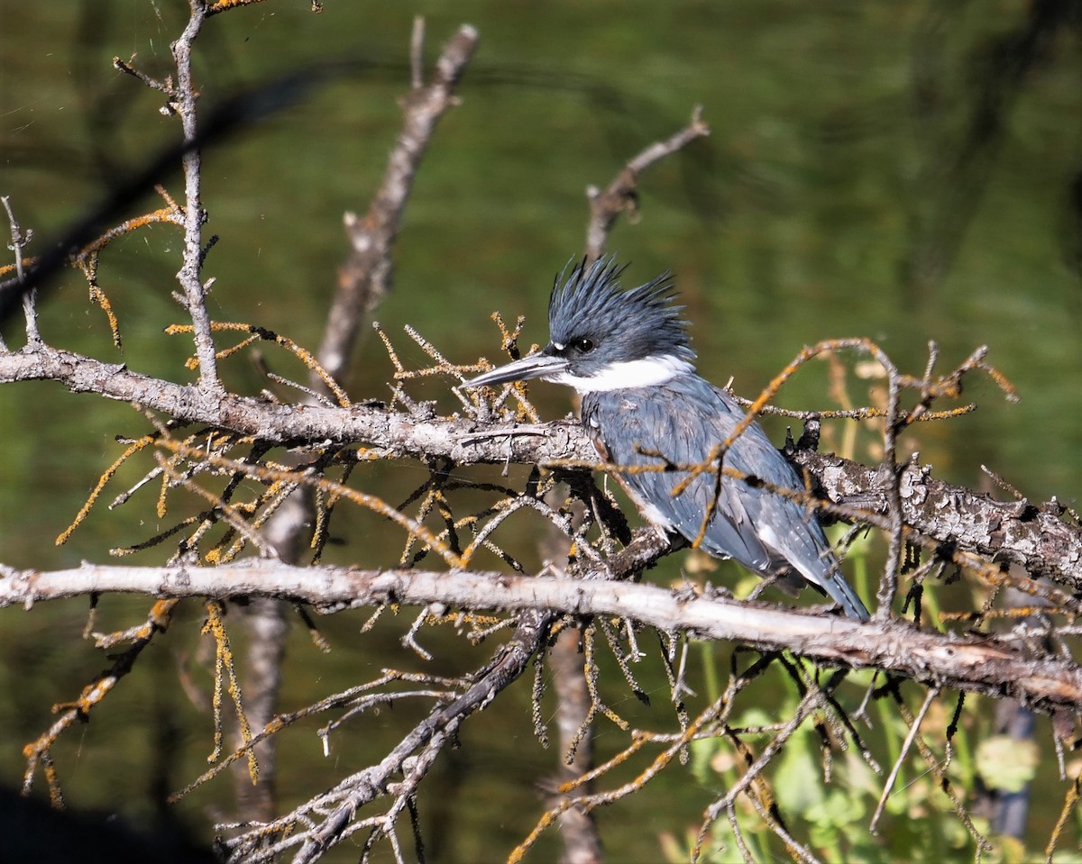 Belted Kingfisher - ML493735921