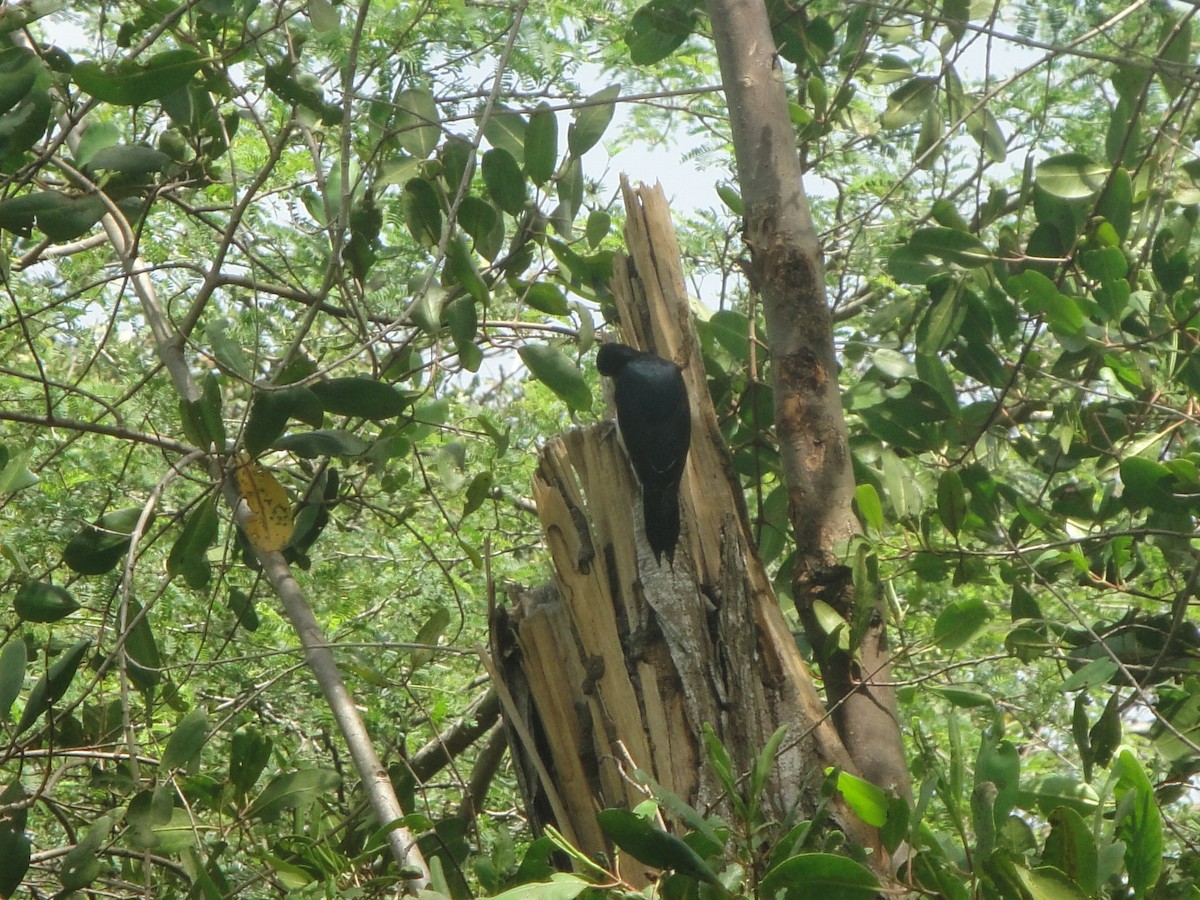 Puerto Rican Woodpecker - ML493736061