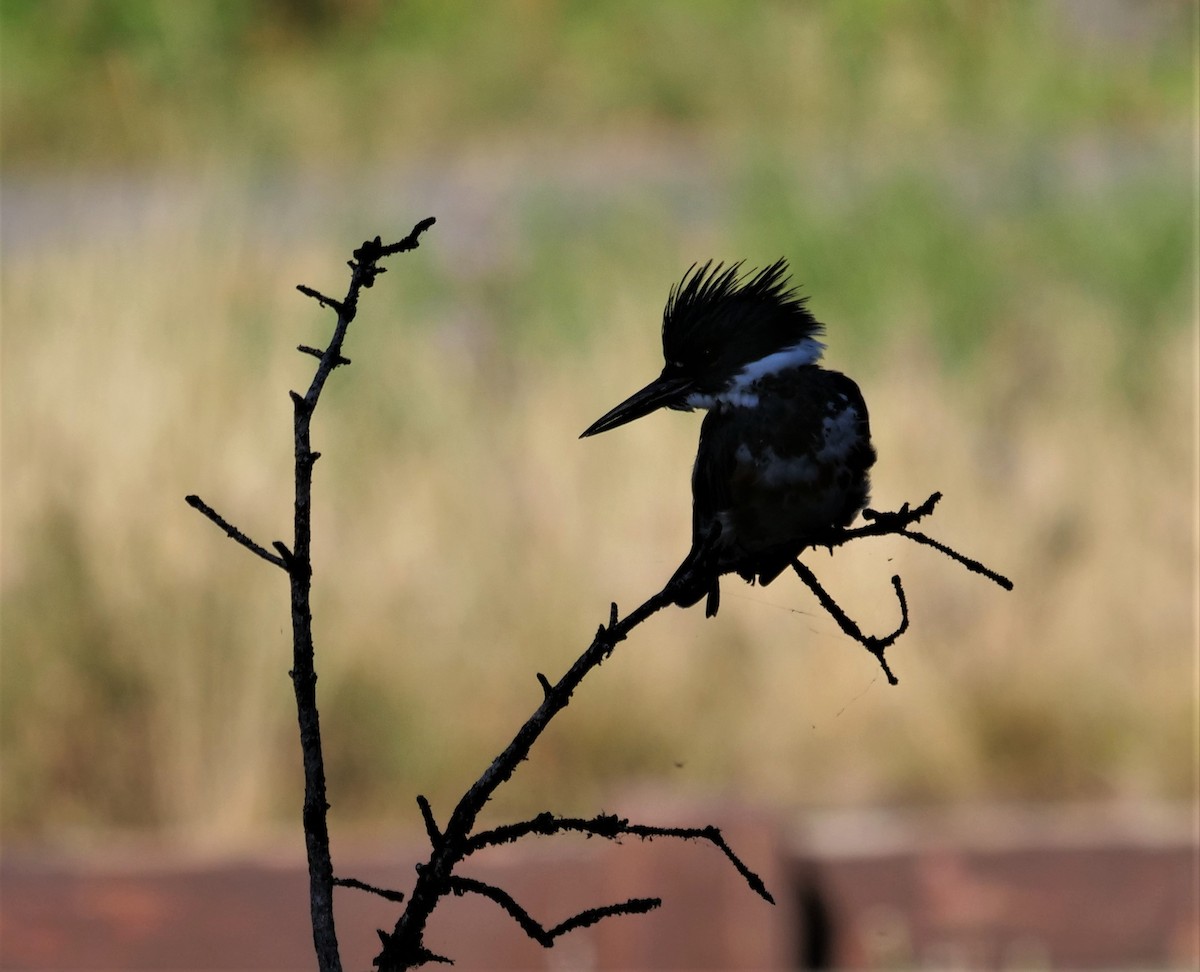 Belted Kingfisher - ML493736081