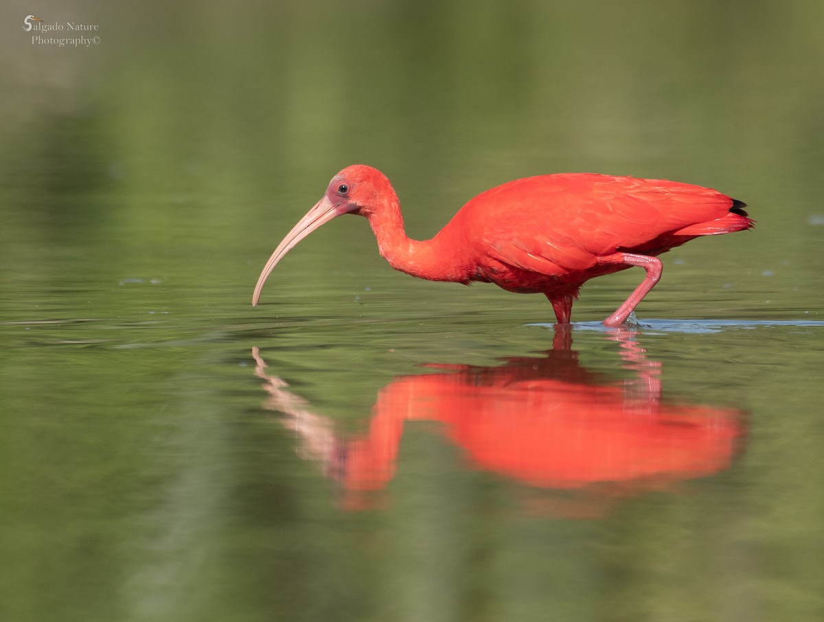 ibis rudý - ML493739611