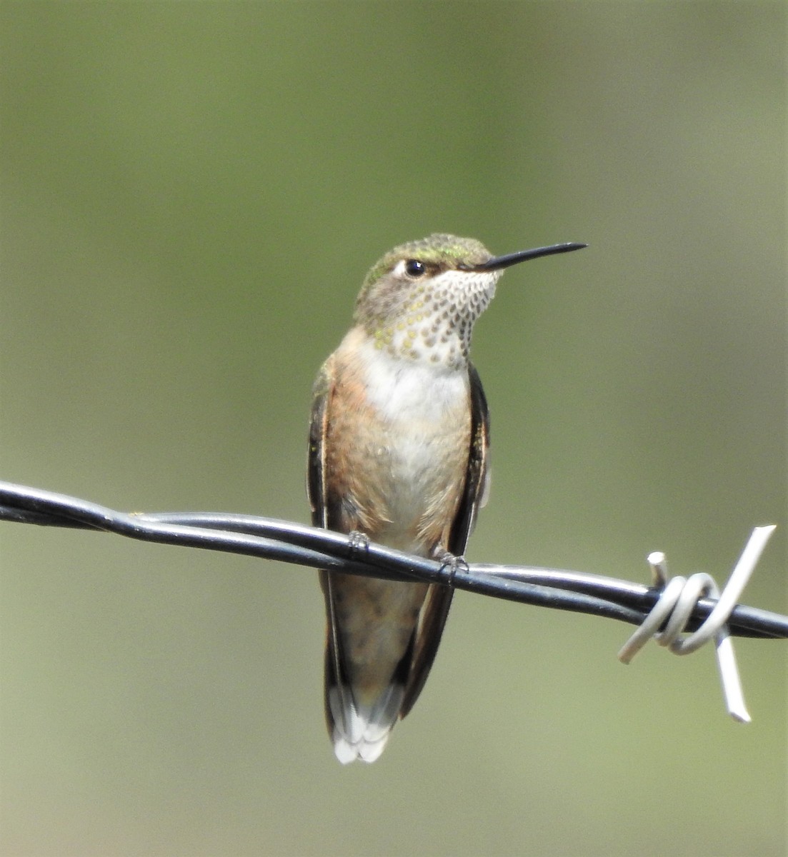 Broad-tailed Hummingbird - ML493741571
