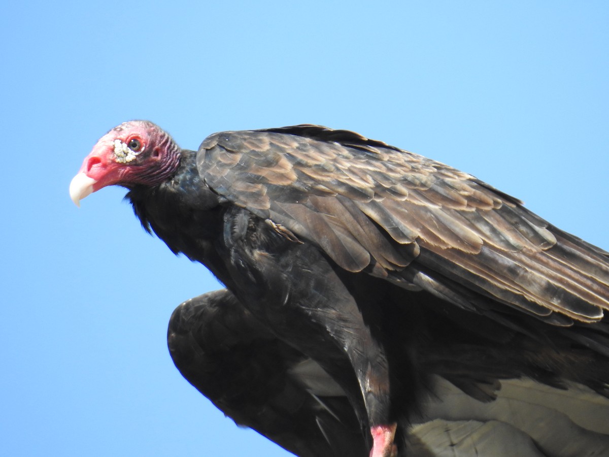 Turkey Vulture - Marla Anderson