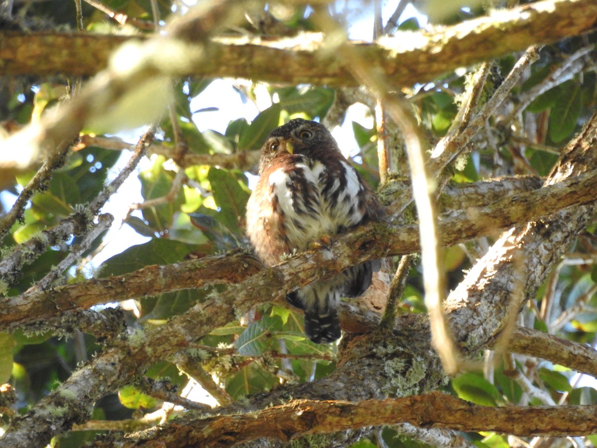 Costa Rican Pygmy-Owl - Michael Sveen