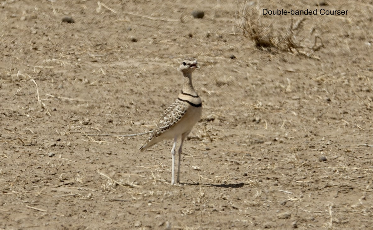 Double-banded Courser - ML493749681