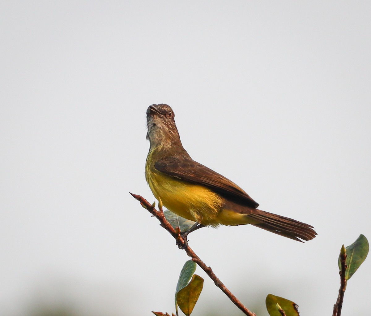 Dusky-chested Flycatcher - Elby Anderson A Silva