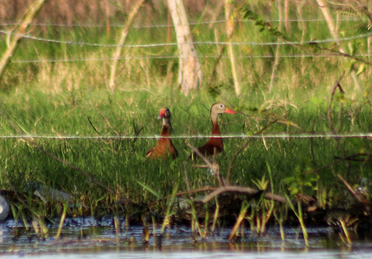 EBird Checklist 8 Oct 2022 Joya Grande Y Zonas Cercanas Del Lago De