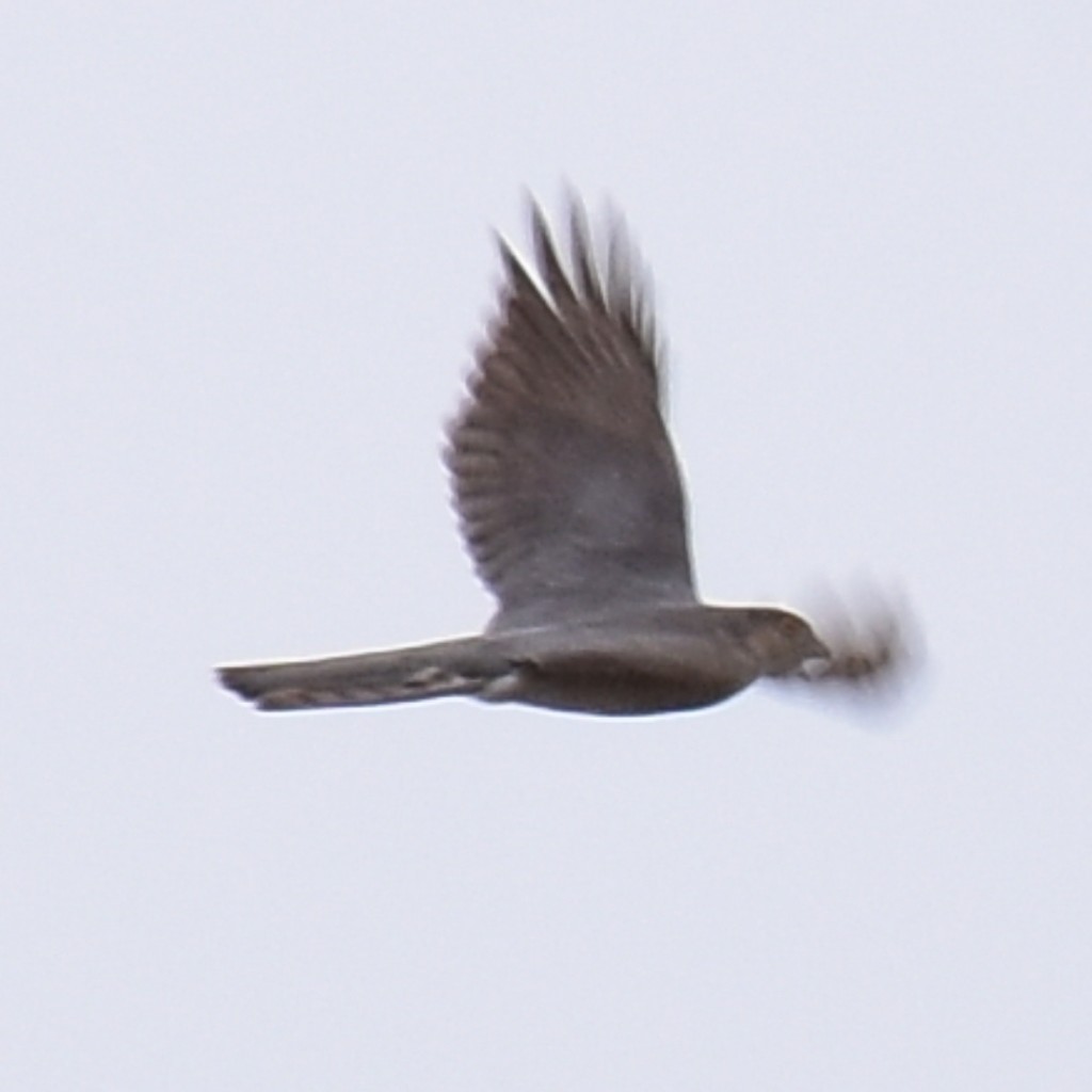 Eurasian Sparrowhawk - ML493758681