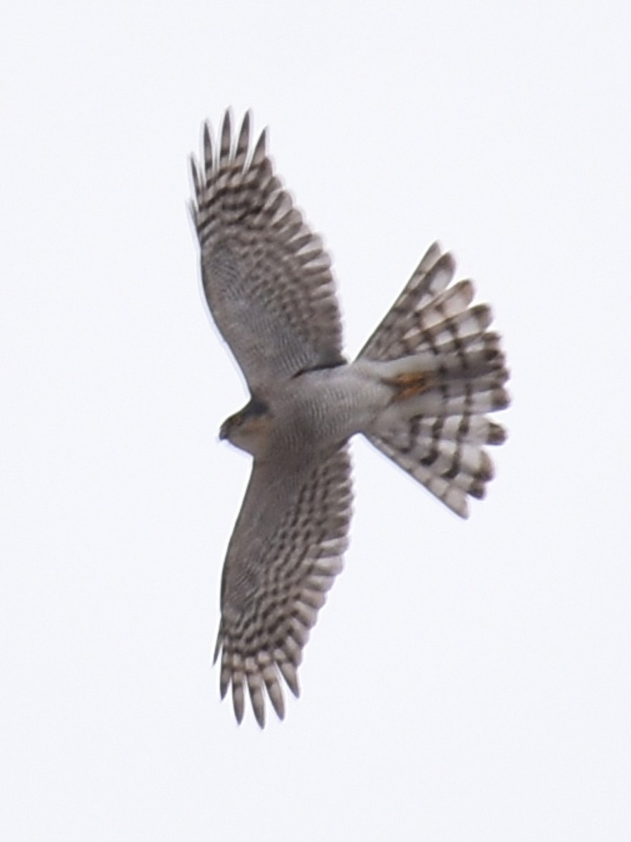 Eurasian Sparrowhawk - ML493758691