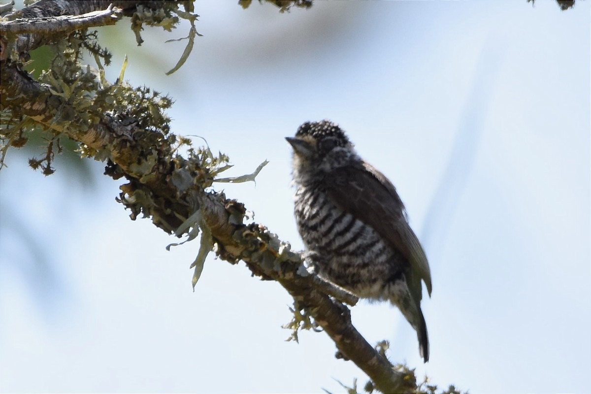 White-barred Piculet - ML493762731