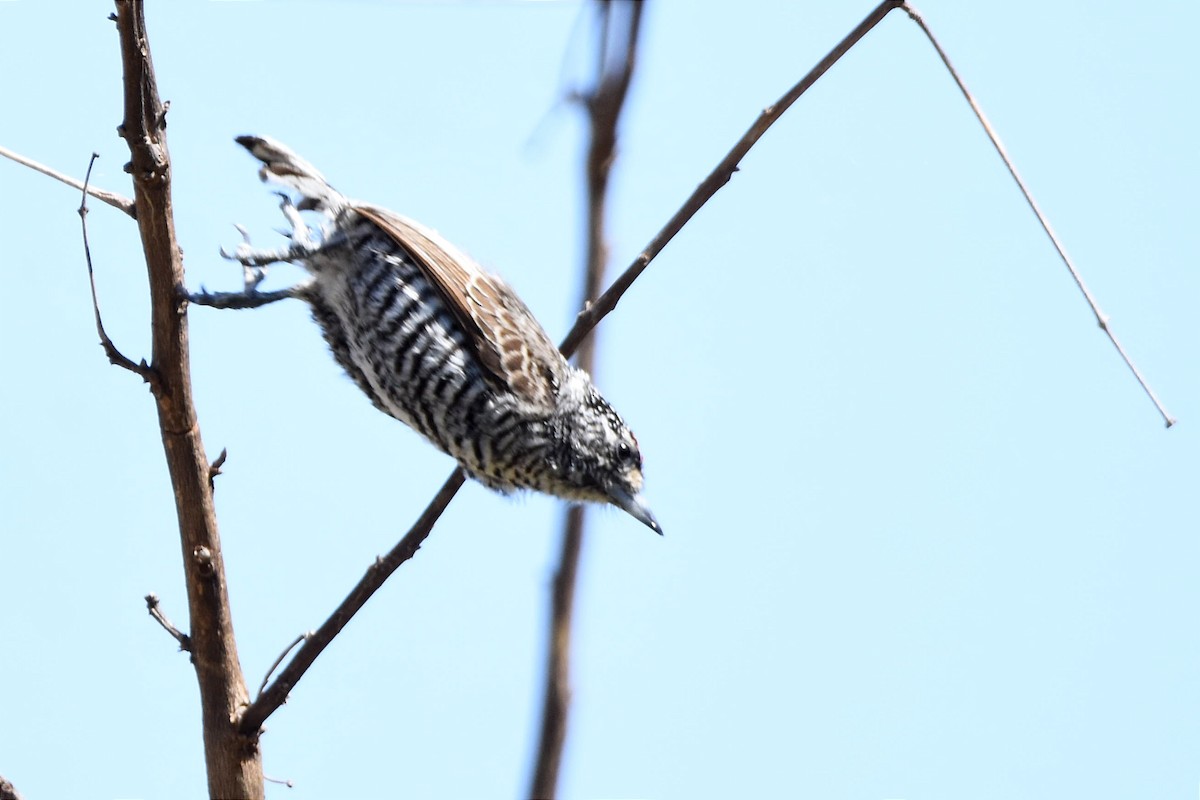 White-barred Piculet - ML493762741