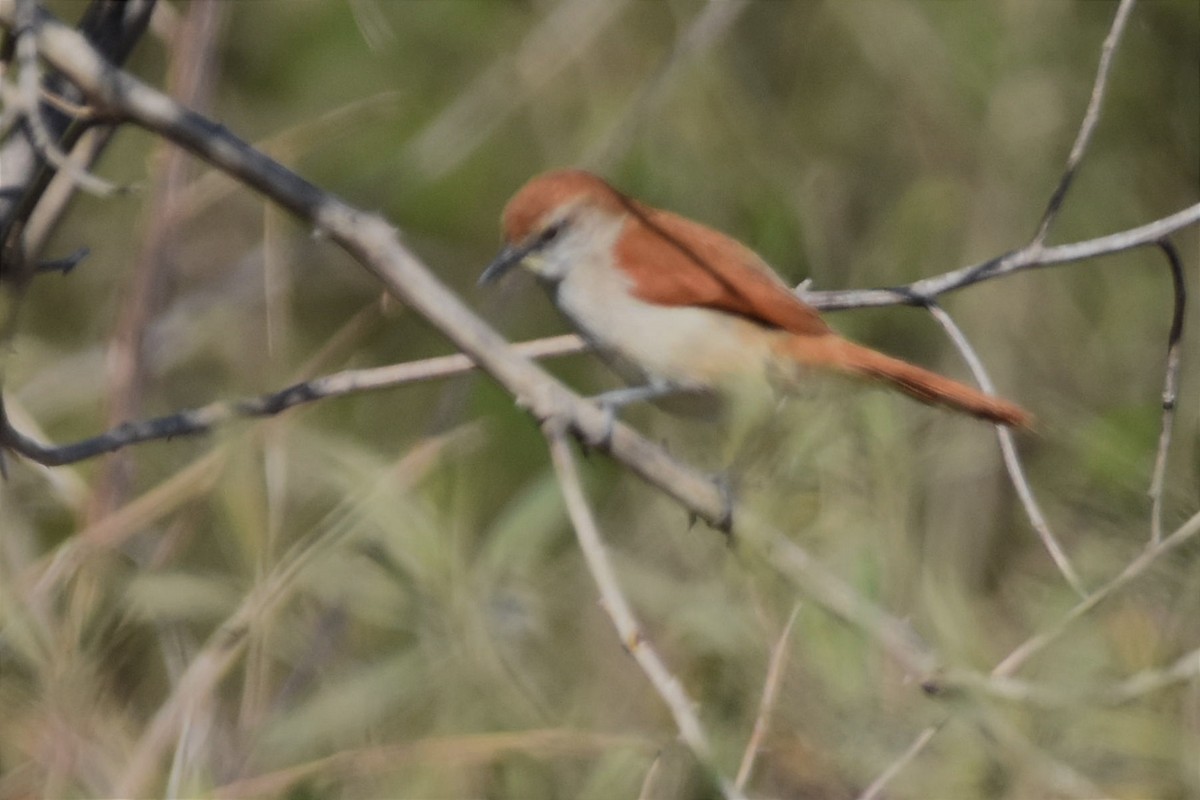 Yellow-chinned Spinetail - ML493764091