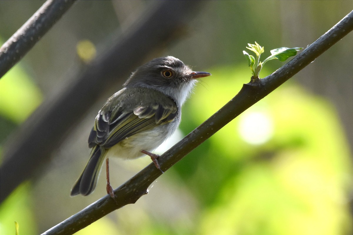 Pearly-vented Tody-Tyrant - ML493764991