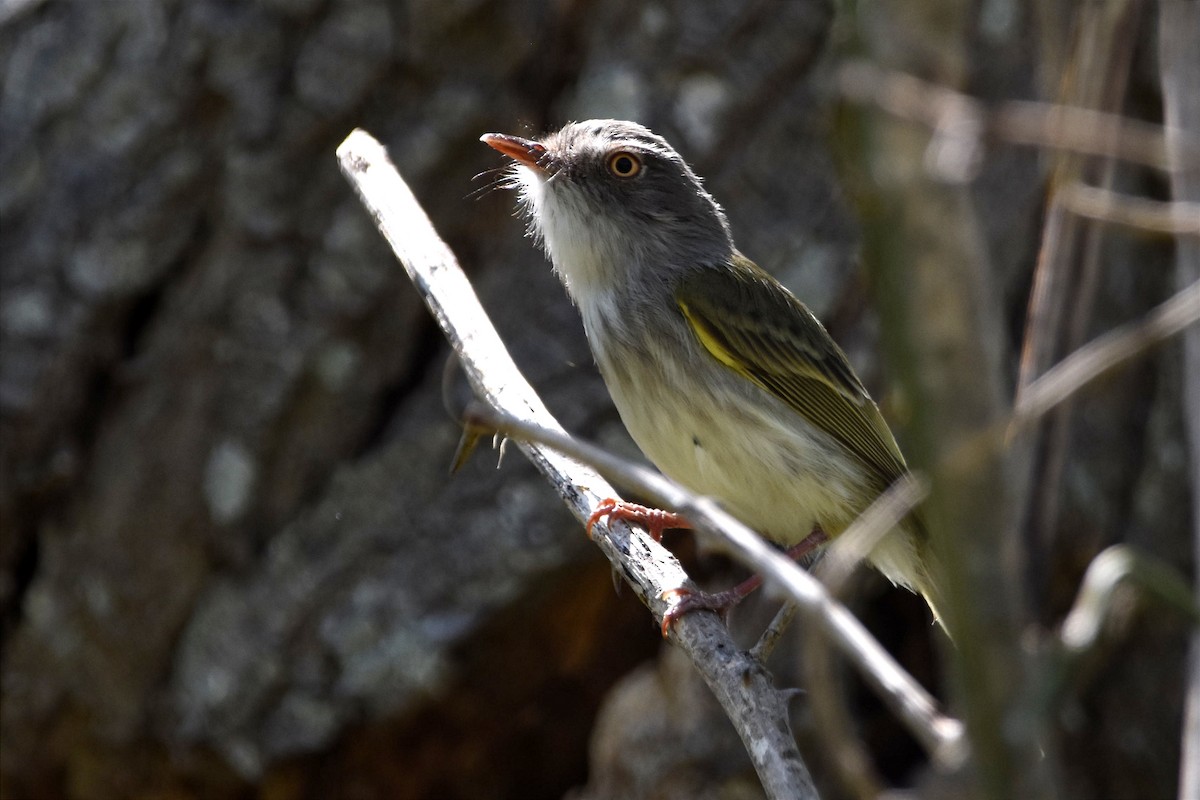 Pearly-vented Tody-Tyrant - ML493765001