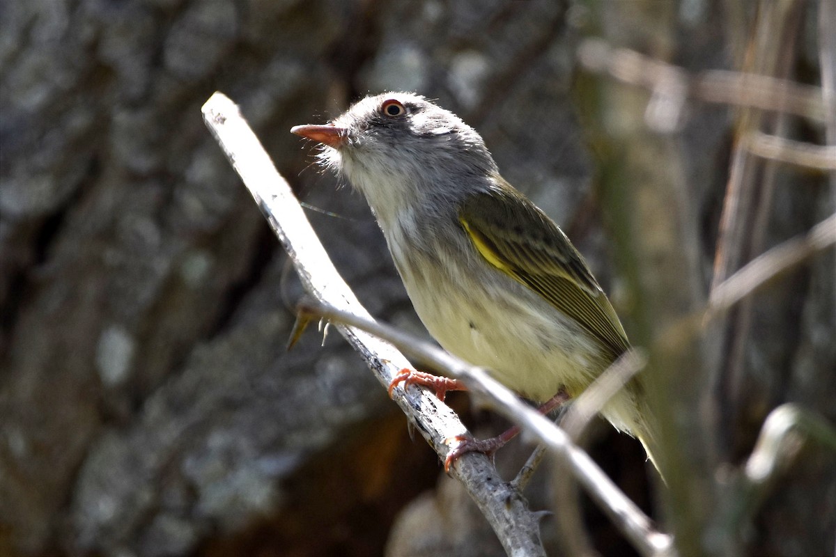 Pearly-vented Tody-Tyrant - ML493765011