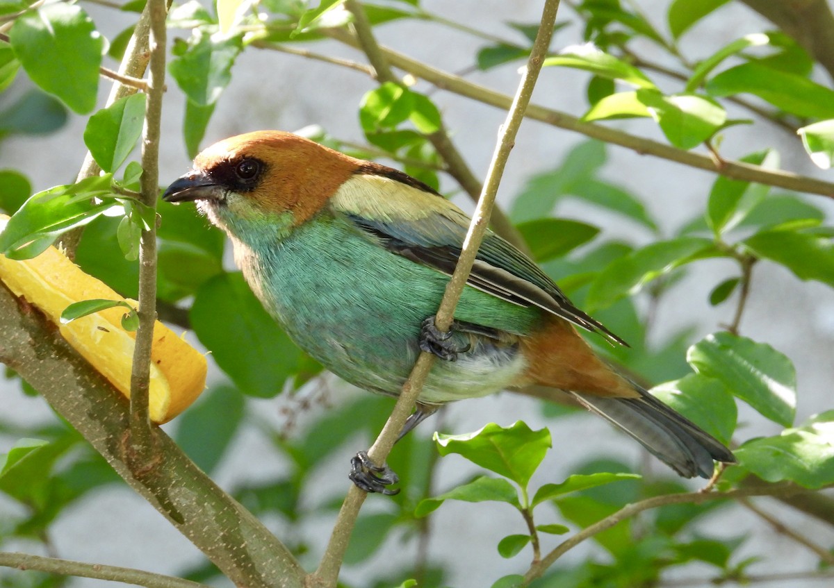 Black-backed Tanager - ML493765371