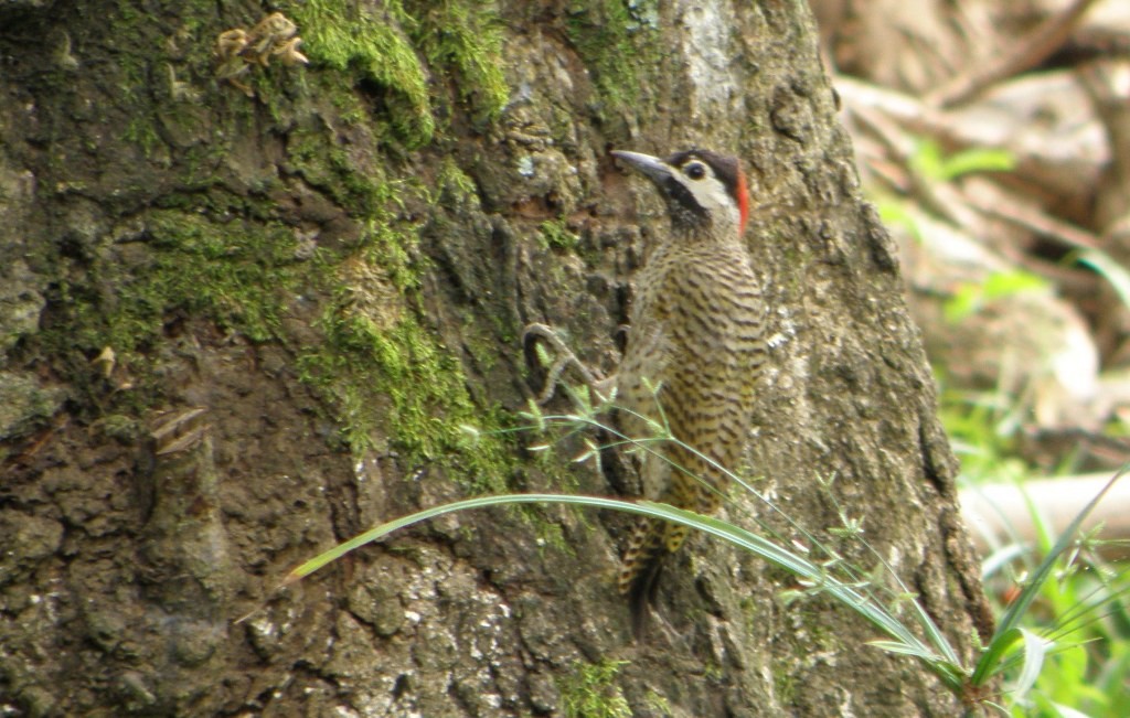 Spot-breasted Woodpecker - Eduardo Freitez Gassán