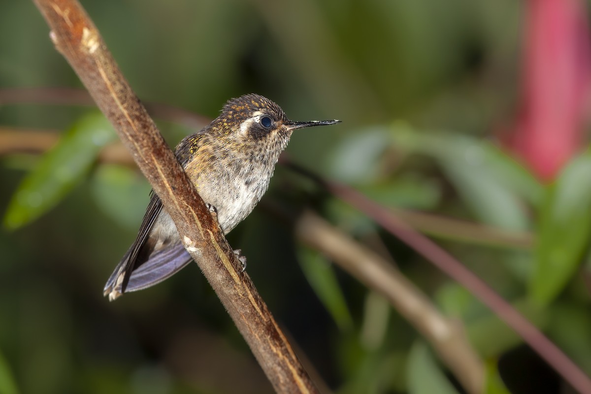 Speckled Hummingbird - ML493768761