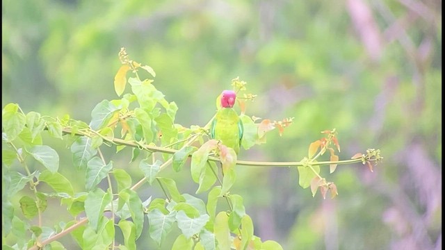 Red-cheeked Parrot - ML493770671