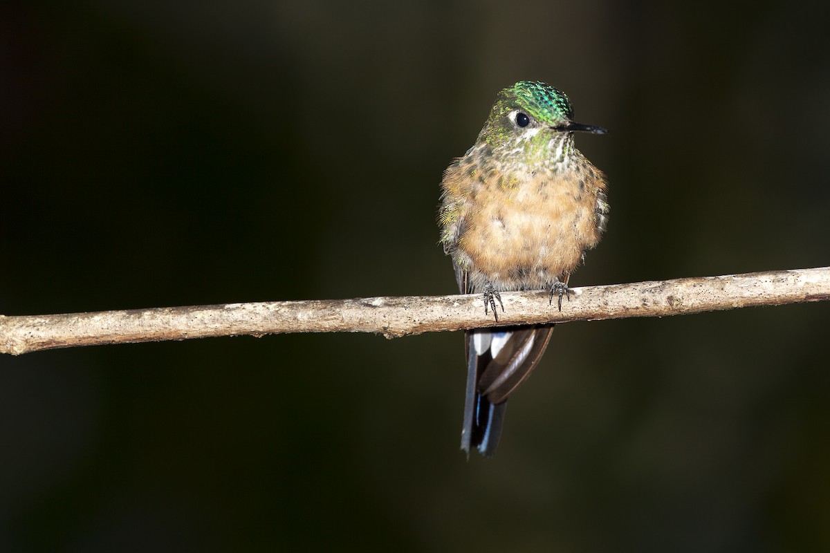 Long-tailed Sylph - ML493771541
