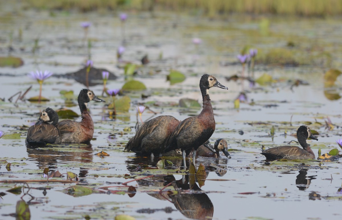White-faced Whistling-Duck - Clive Harris