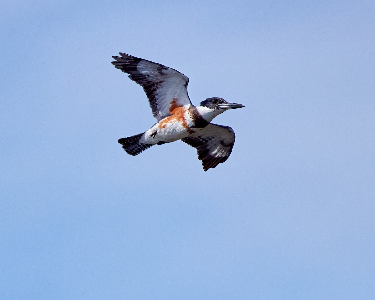 Belted Kingfisher - ML493779751