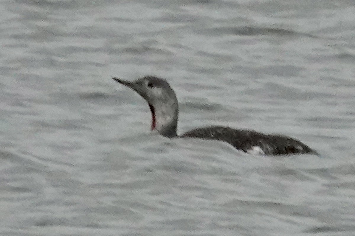 Red-throated Loon - ML493781951
