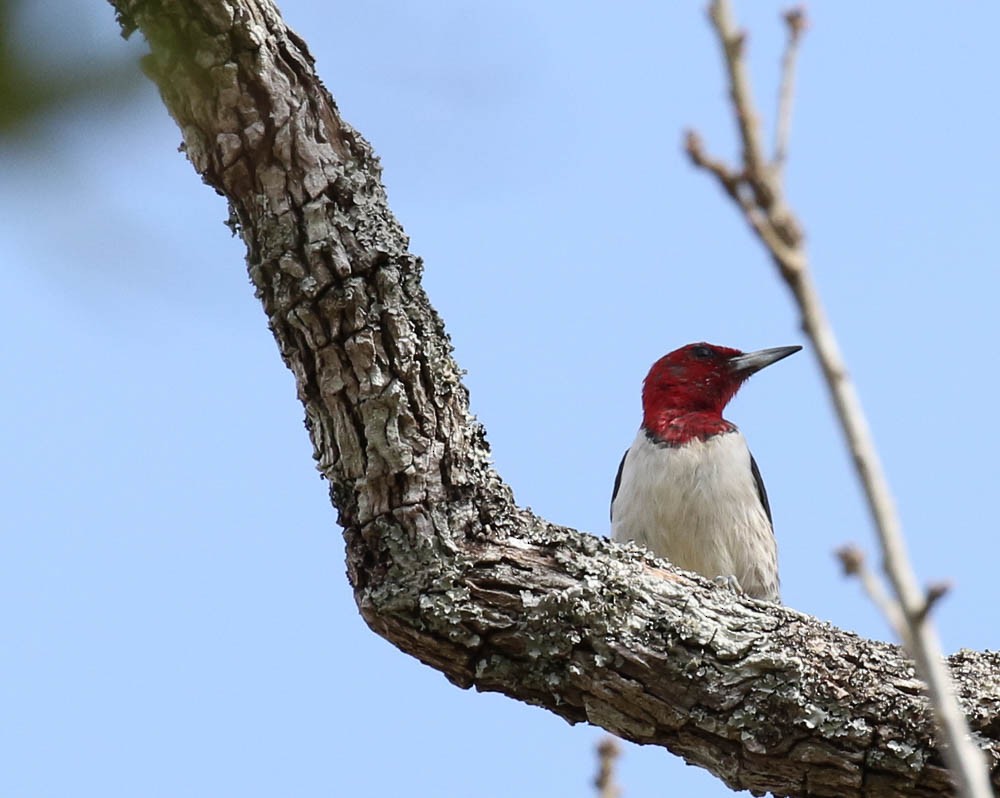 Red-headed Woodpecker - Dan Singer