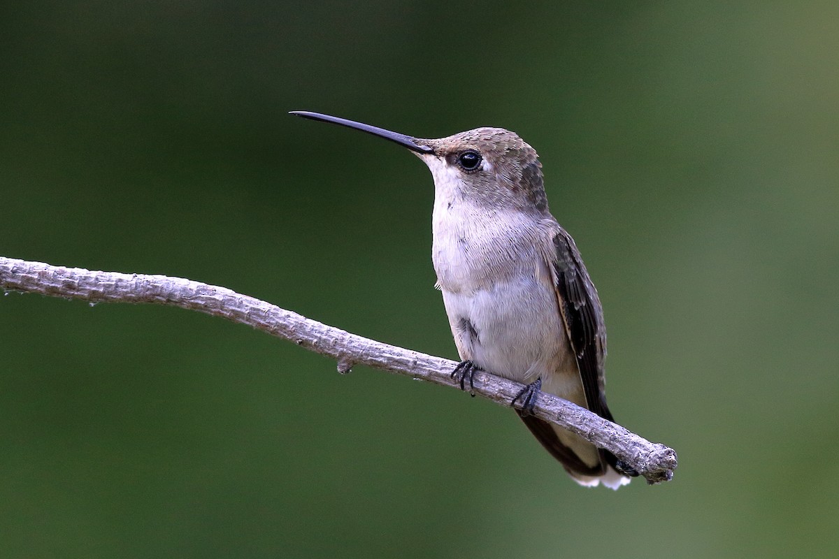 Black-chinned Hummingbird - Bruce Steger