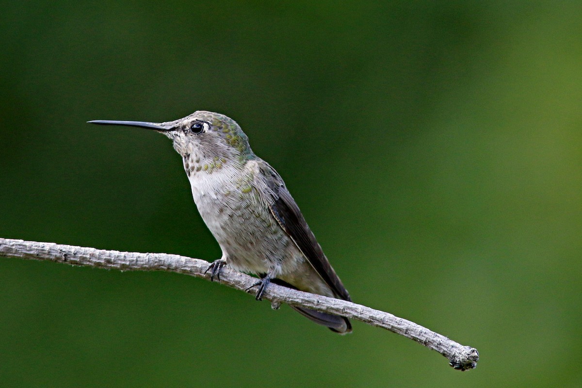 Anna's Hummingbird - ML493783211