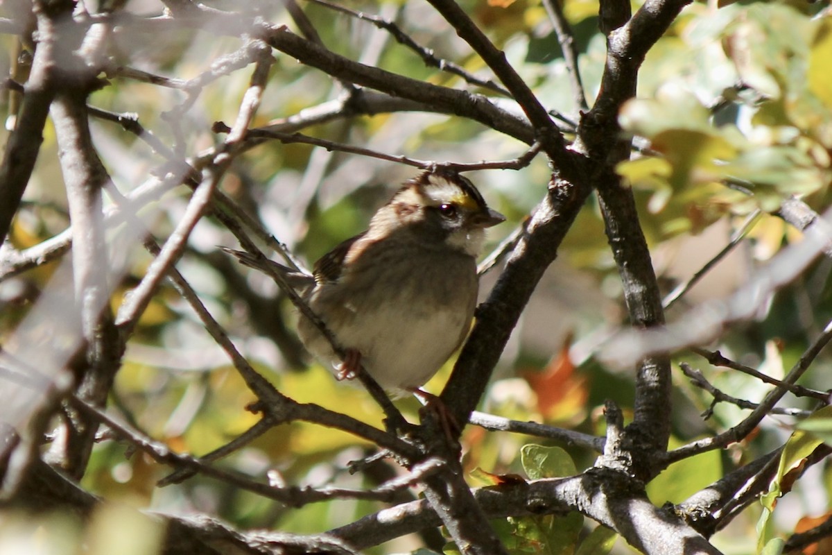White-throated Sparrow - ML493783801