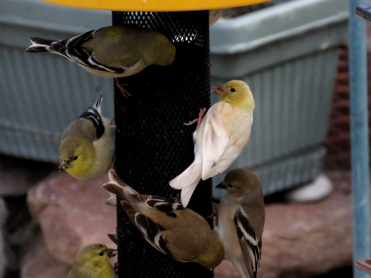 American Goldfinch - Norman Uyeda
