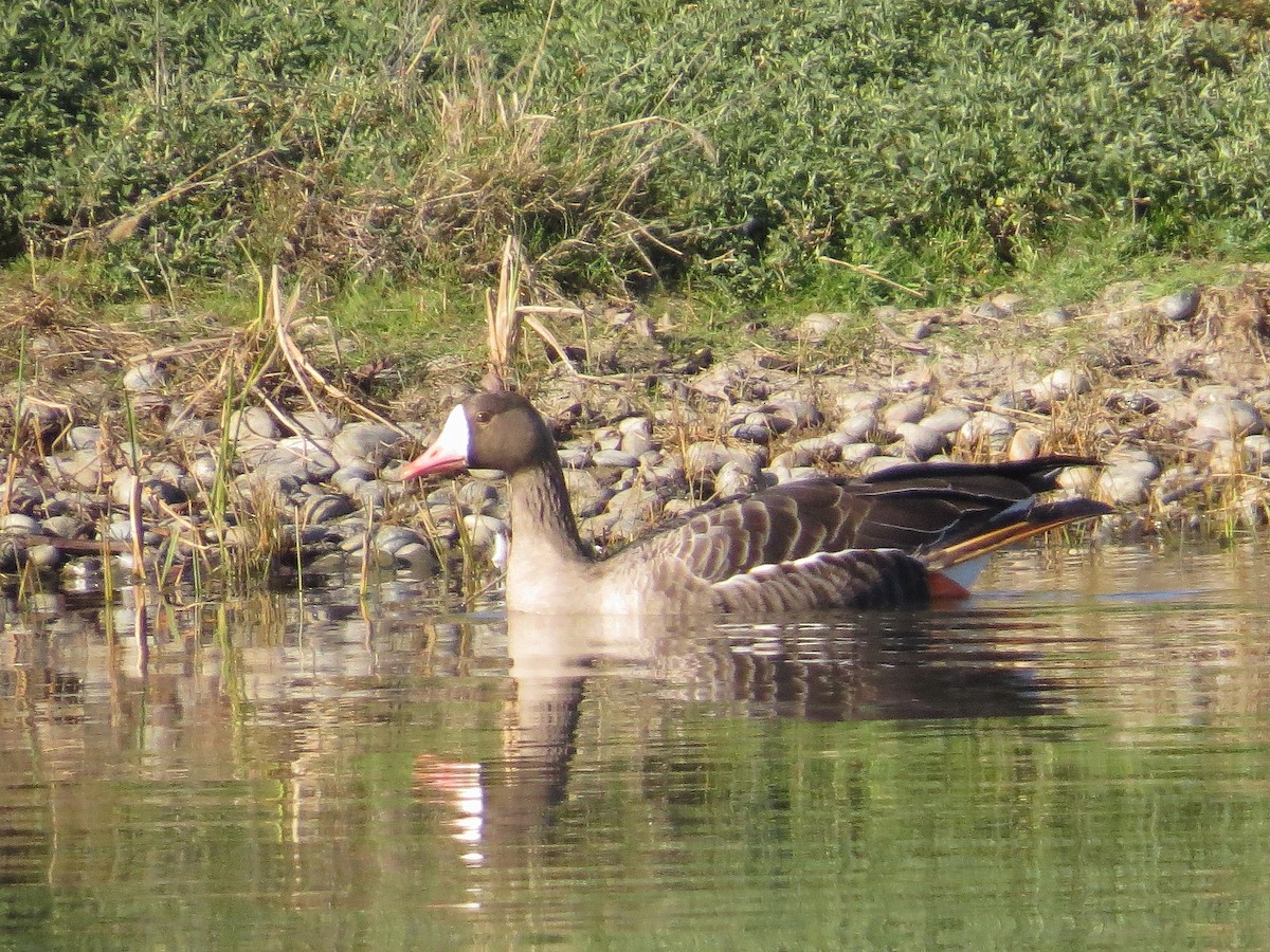 Greater White-fronted Goose - ML49378831