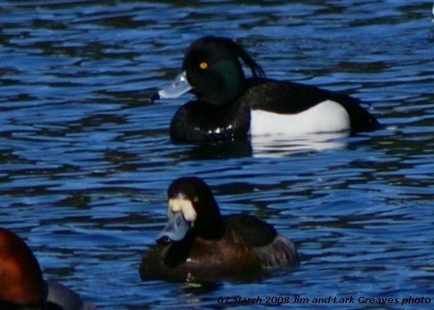 Tufted Duck - ML493789241