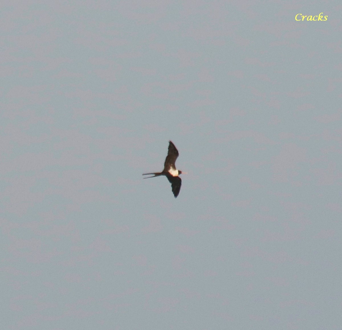Lesser Frigatebird - ML493792421