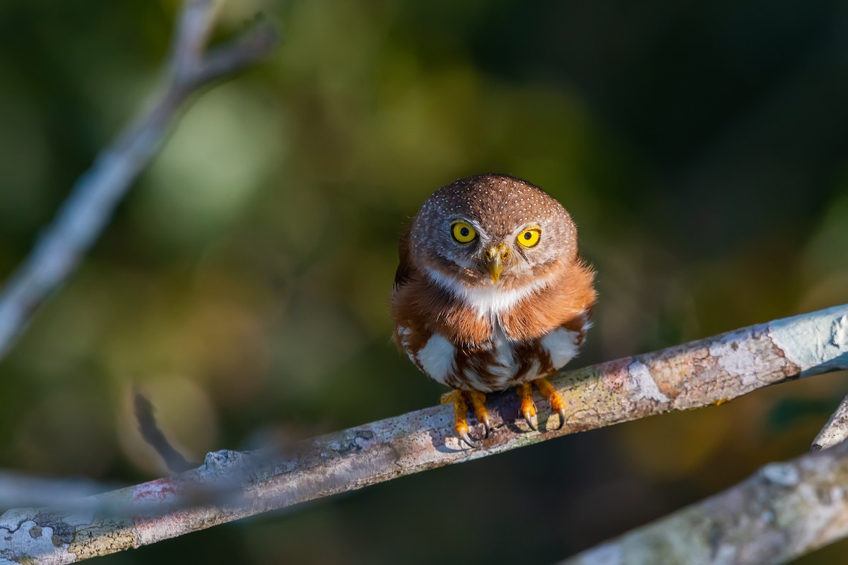 Least Pygmy-Owl - ML493794761