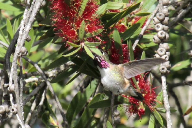 Calliope Hummingbird - Daniel George