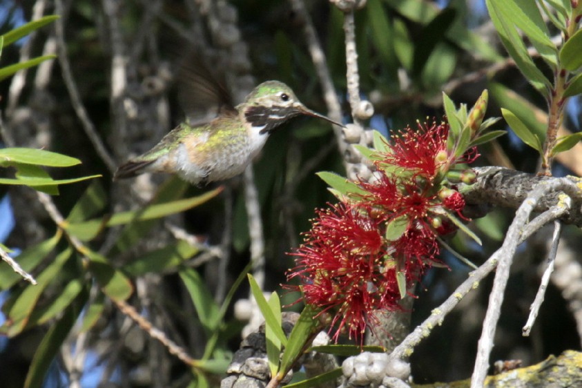 Calliope Hummingbird - ML49380181