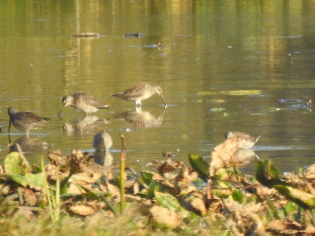 Long-billed Dowitcher - ML493801861