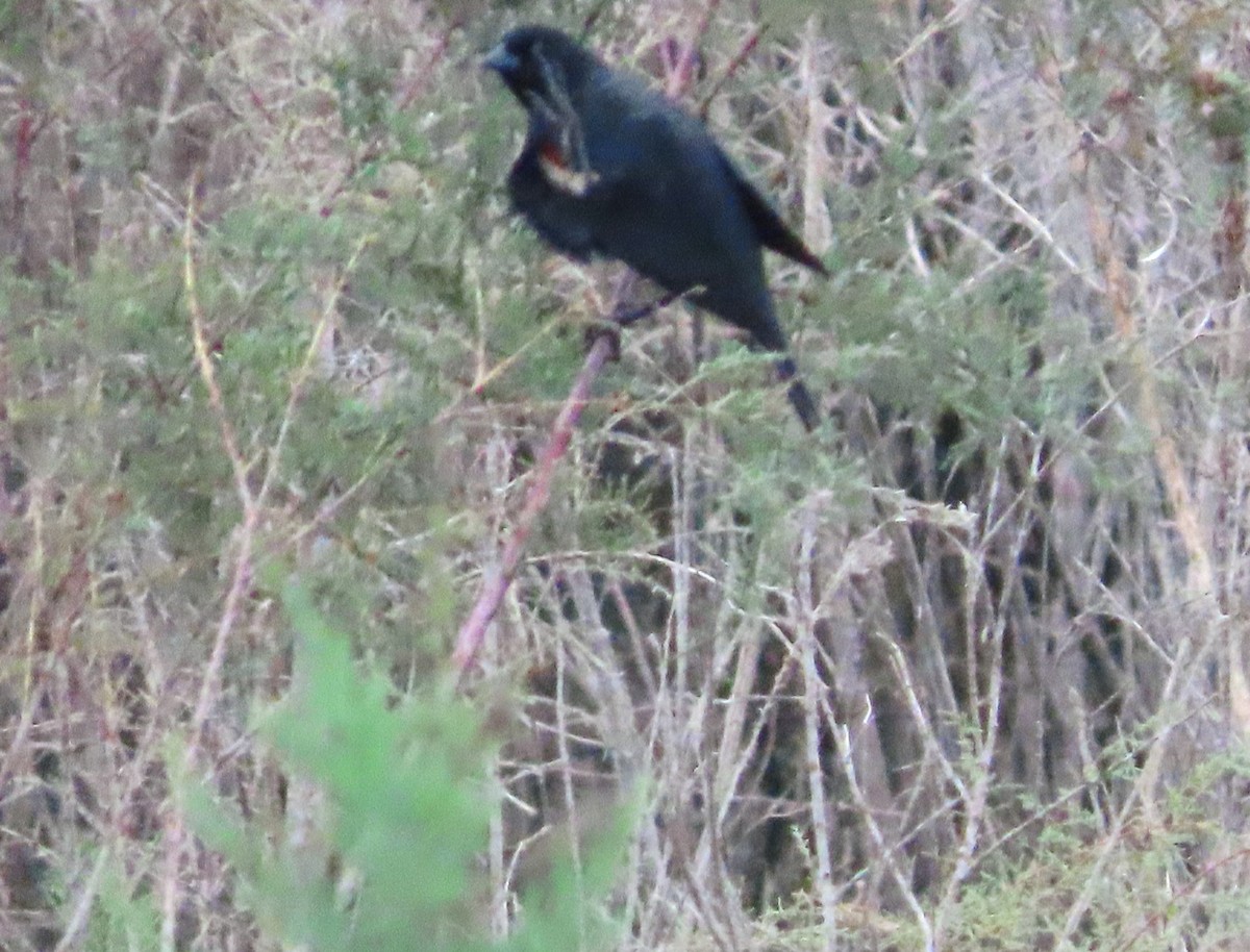 Tricolored Blackbird - ML493803331