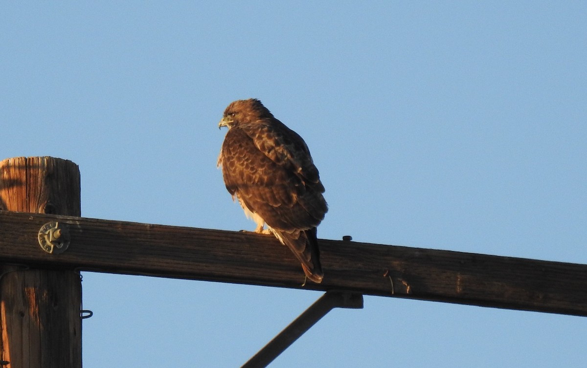 Red-tailed Hawk - ML493806641