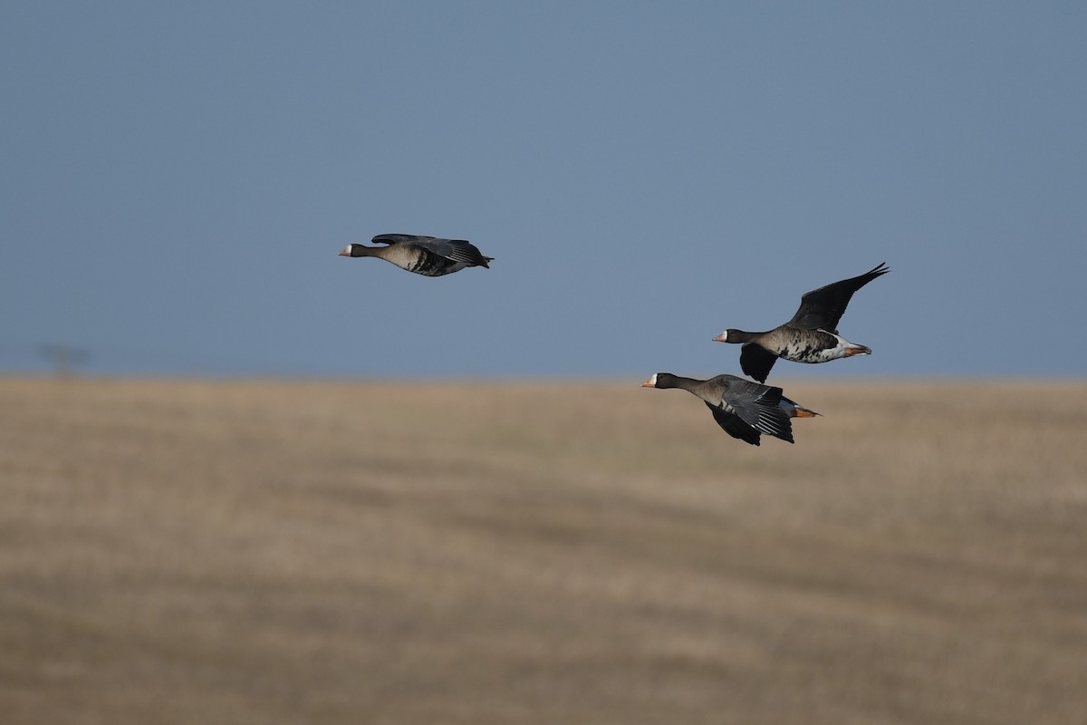 Greater White-fronted Goose (Western) - ML493806651
