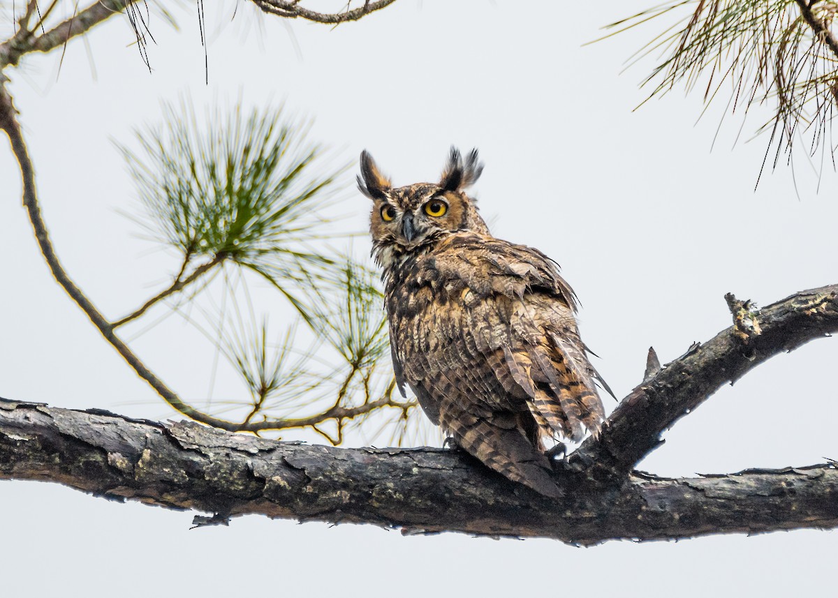 Great Horned Owl - ML493809651