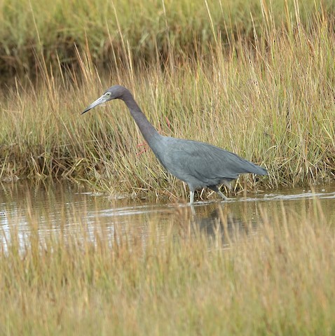 Little Blue Heron - Kathleen Horn