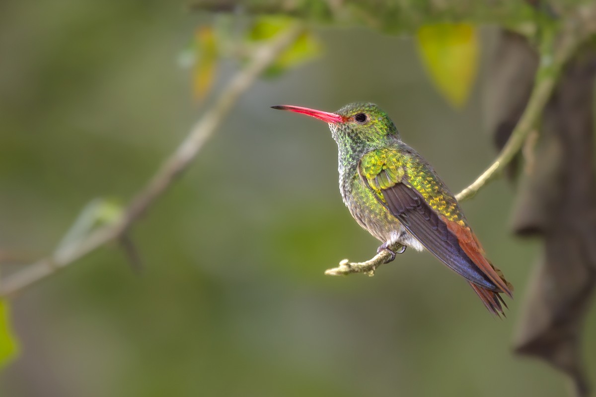 Rufous-tailed Hummingbird - ML493814981